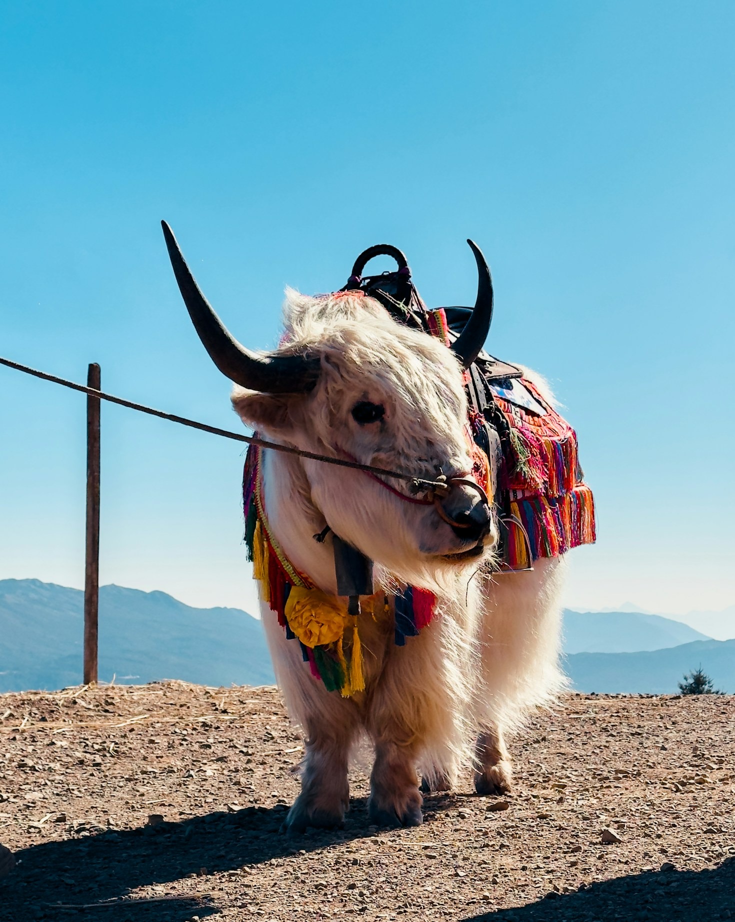 The Evolution of Tibetan Poetry Through Centuries